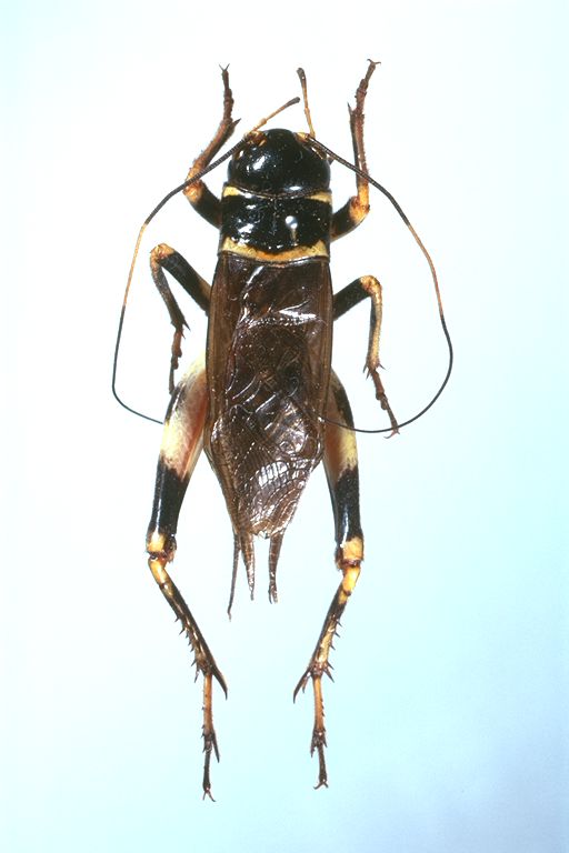 大阪市立自然史博物館昆虫研究室所蔵タイプ標本