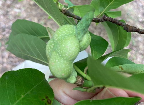 植物園案内7月5.jpg