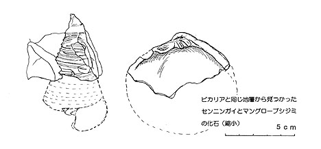 ビカリアのすむ海