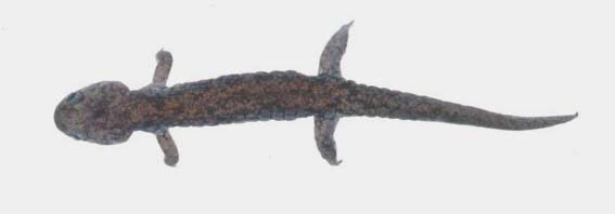 Hynobius hidamontanus M. Matsui, 1987 ハクバサンショウウオ