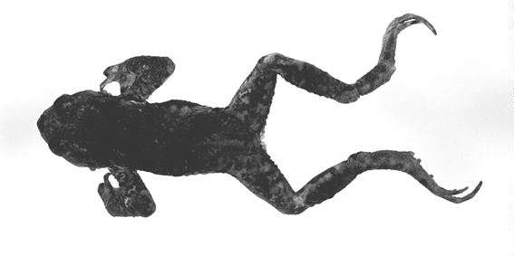 Bufo torrenticola M. Matsui, 1976 ナガレヒキガエル