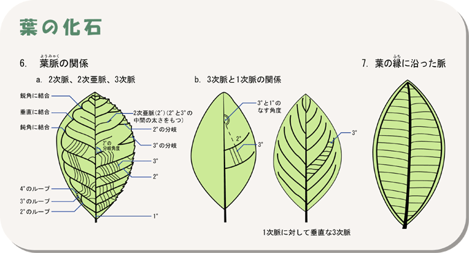 葉の化石