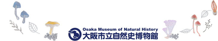 大阪市立自然史博物館　osaka museum of natural history