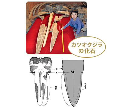 カツオクジラの頭蓋骨の写真と、図解