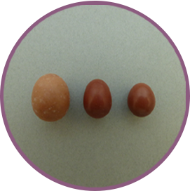 ウグイスの卵と、ウグイスに托卵したホトトギスの卵