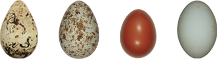 様々な種類の卵