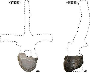 図1_今回発見された恐竜の胴椎化石.jpg