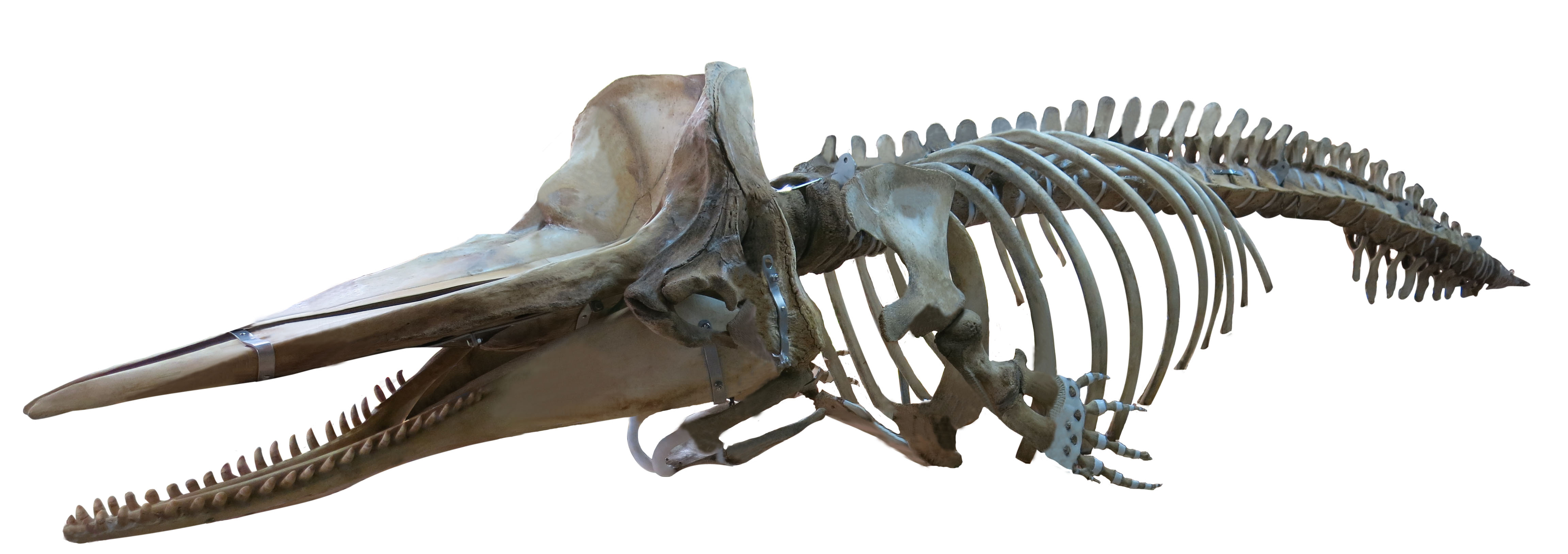 マッコウクジラ全身骨格標本「マッコ」が大阪市立自然史博物館本館玄関 ...劣化ですか