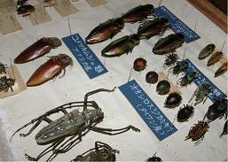 3.宝塚昆虫館で展示されていた外国産甲虫標本.JPG