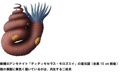 ミニ展示「和泉層群から41年ぶりに新種記載された異常巻アンモナイト」を開催します | OMNH