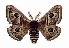 12月5日から特別陳列「ヘルマン・ヘッセ昆虫展」 ―少年の日の思い出―を