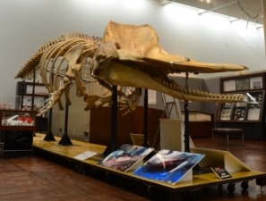 マッコウクジラ マッコウクジラ《Sperm whale》 | くじらタウン