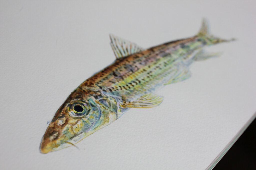 ミニ展示「魚を描いて楽しむ ～顔彩からデジタルまで～」を開催します