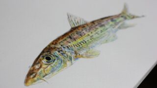 ミニ展示「魚を描いて楽しむ ～顔彩からデジタルまで～」を開催します