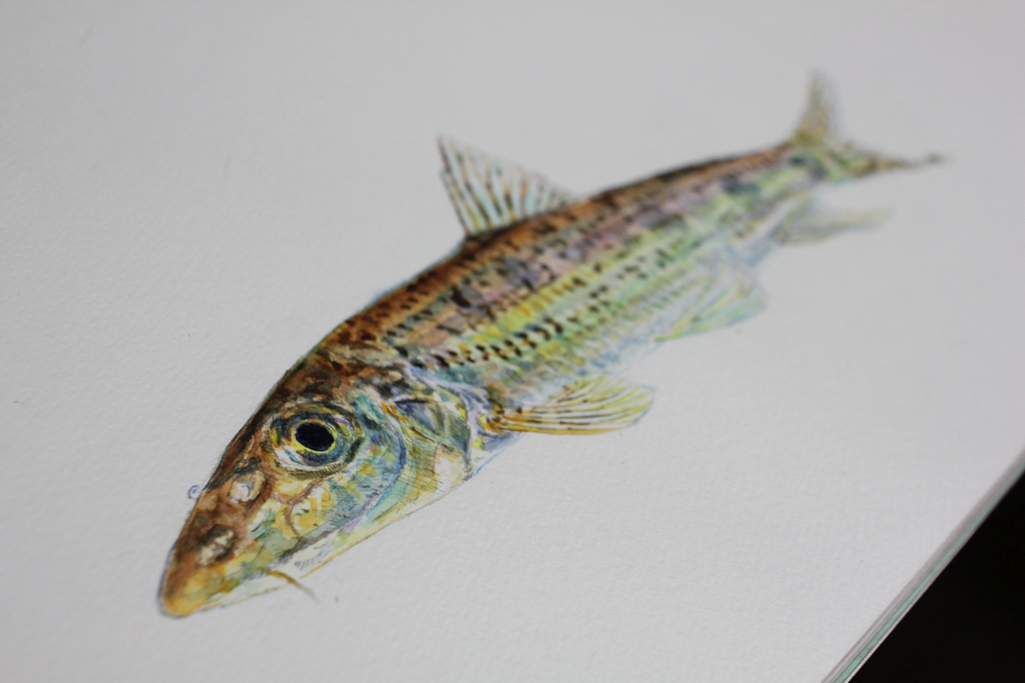 ミニ展示「魚を描いて楽しむ ～顔彩からデジタルまで～」を開催します