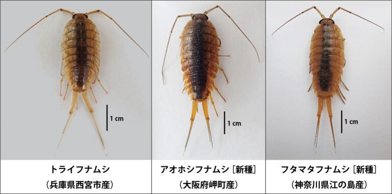 [研究成果] 1種と思われていた「フナムシ」を調べると3種だった！ | OMNH