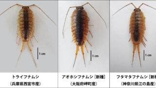 研究成果] 1種と思われていた「フナムシ」を調べると3種だった！ | OMNH