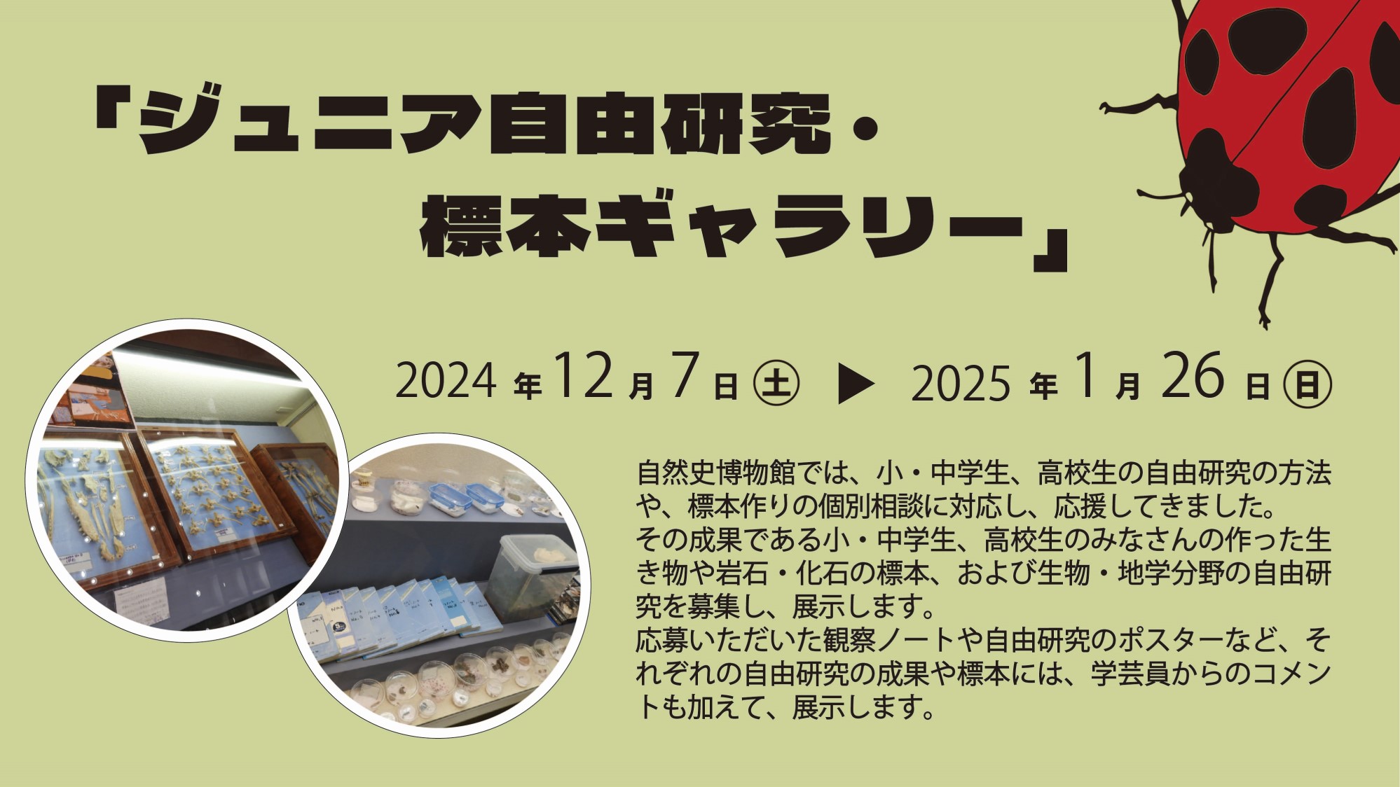 12/7(土)～1/26(日) 「ジュニア自由研究・標本ギャラリー」を開催し
