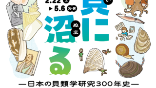 【新品未開封】貝千種　風呂敷　貝に沼る　数量限定販売品　自然史　博物館　完売品 貝千種」風呂敷 - 大阪市立自然史博物館友の会ネットショップ