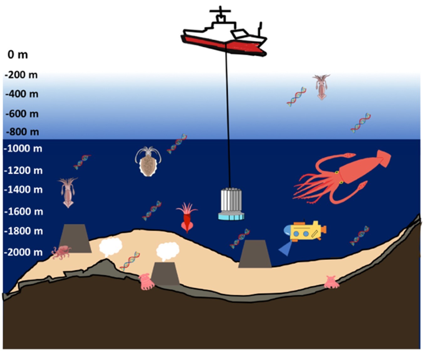 深海の謎を解き明かす革新的な手法の開発 ―深海頭足類の多様性評価に 