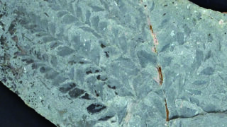 10/18(土)～11/16(日) テーマ展示「化石を楽しむ2025」を開催します | OMNH